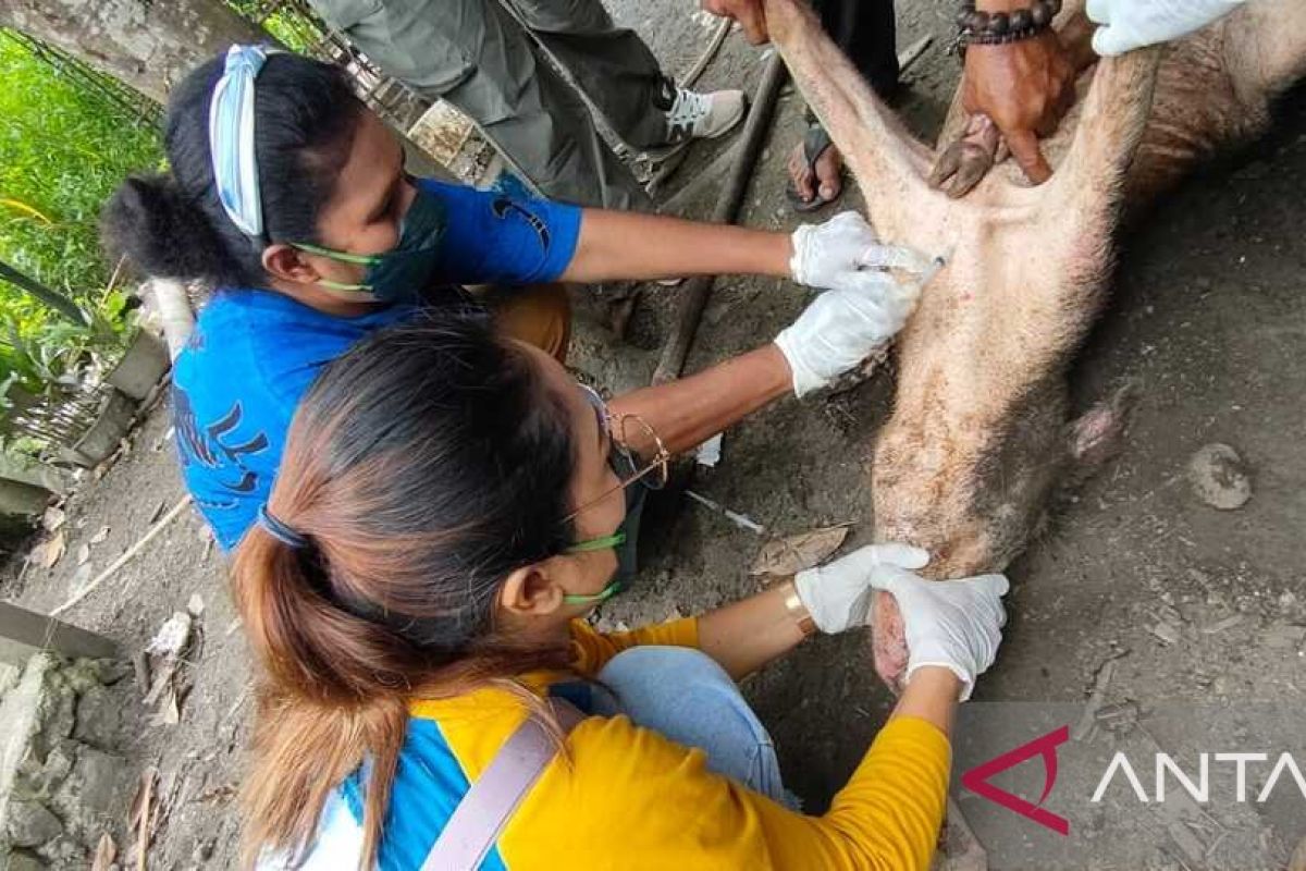 Pemkab Jayapura tutup akses daging babi dari Mimika cegah virus ASF