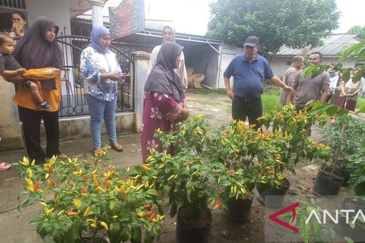 Hidayat Arsani bagikan 10.000 pohon cabai siap panen untuk warga Pangkalpinang