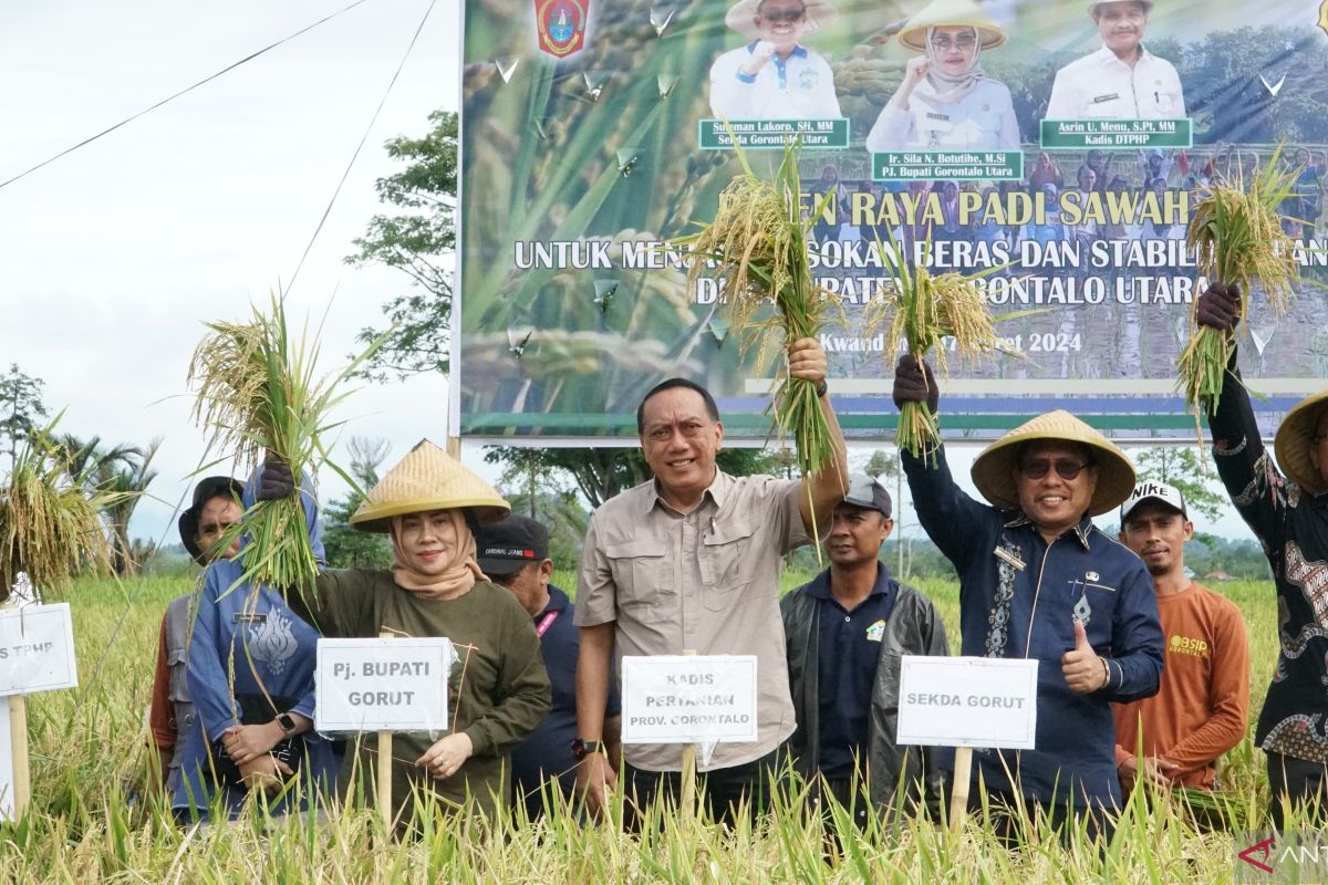 Penjabat Bupati: Gorontalo Utara mulai panen raya beras