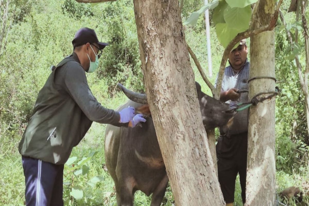 Pemprov Sulawesi Barat mengintensifkan vaksinasi ternak cegah penyebaran PMK