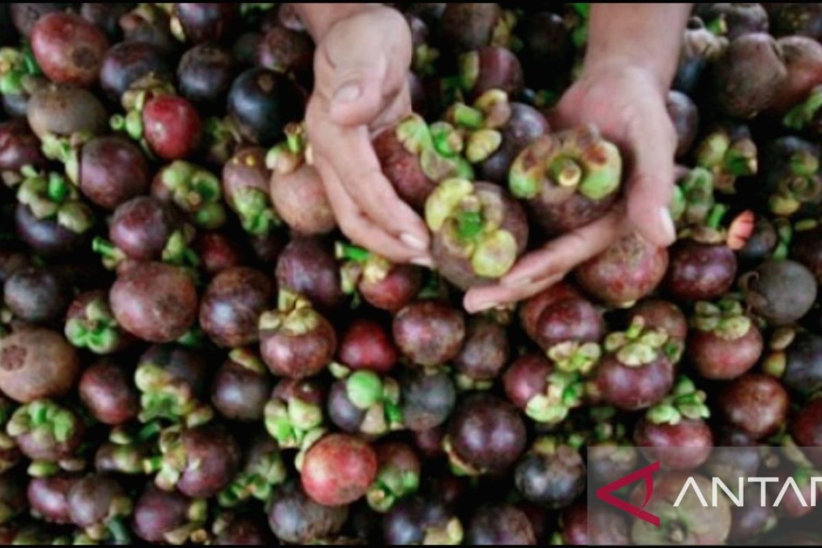 Kementan dorong Pemkab Purwakarta tingkatkan produksi dan kualitas buah manggis