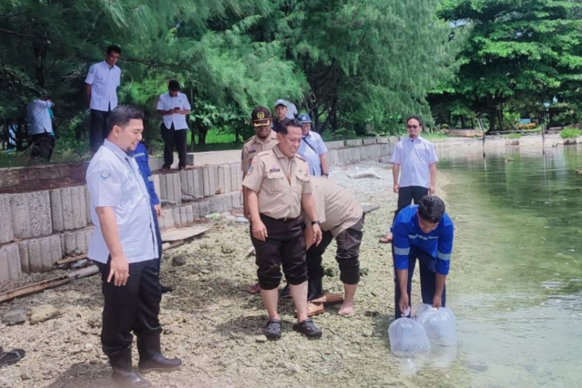 Ratusan benih kuda laut dilepas di Pulau Tidung Kecil