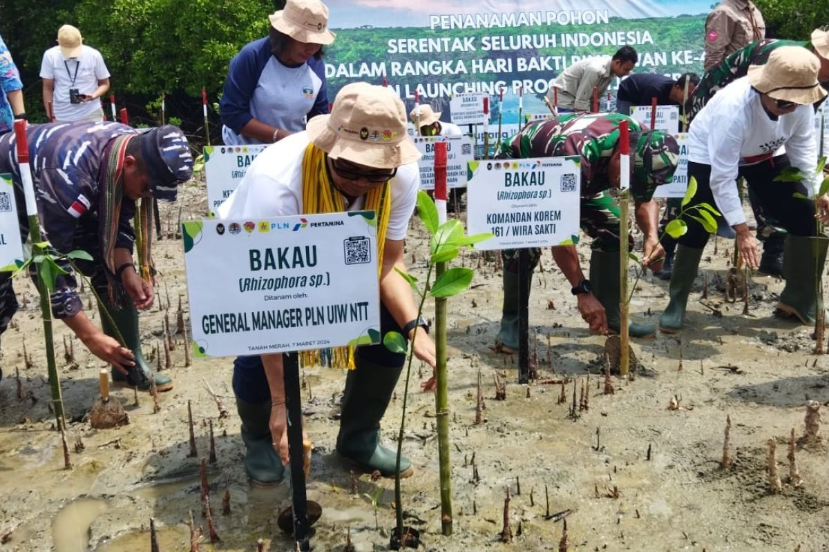 PLN jalankan program rehabilitasi mangrove pada 20 hektare lahan di NTT