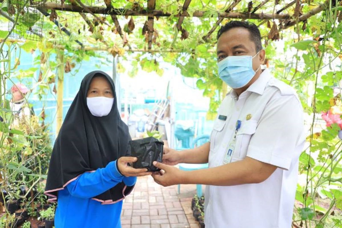 DKP Tangerang telah bagikan 3.070 bibit tanaman sayuran gratis kepada masyarakat selama 2024