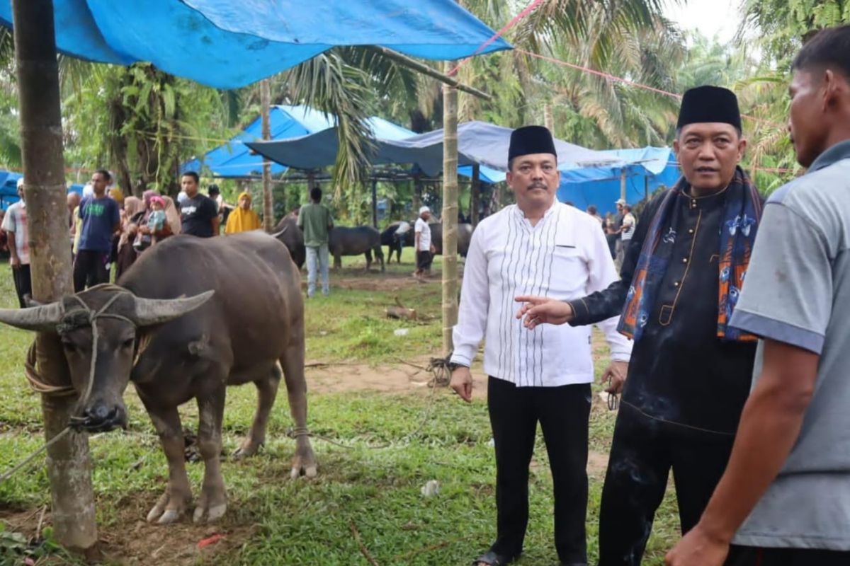 84 ekor kerbau disembelih saat tradisi Bantai Adat di Merangin