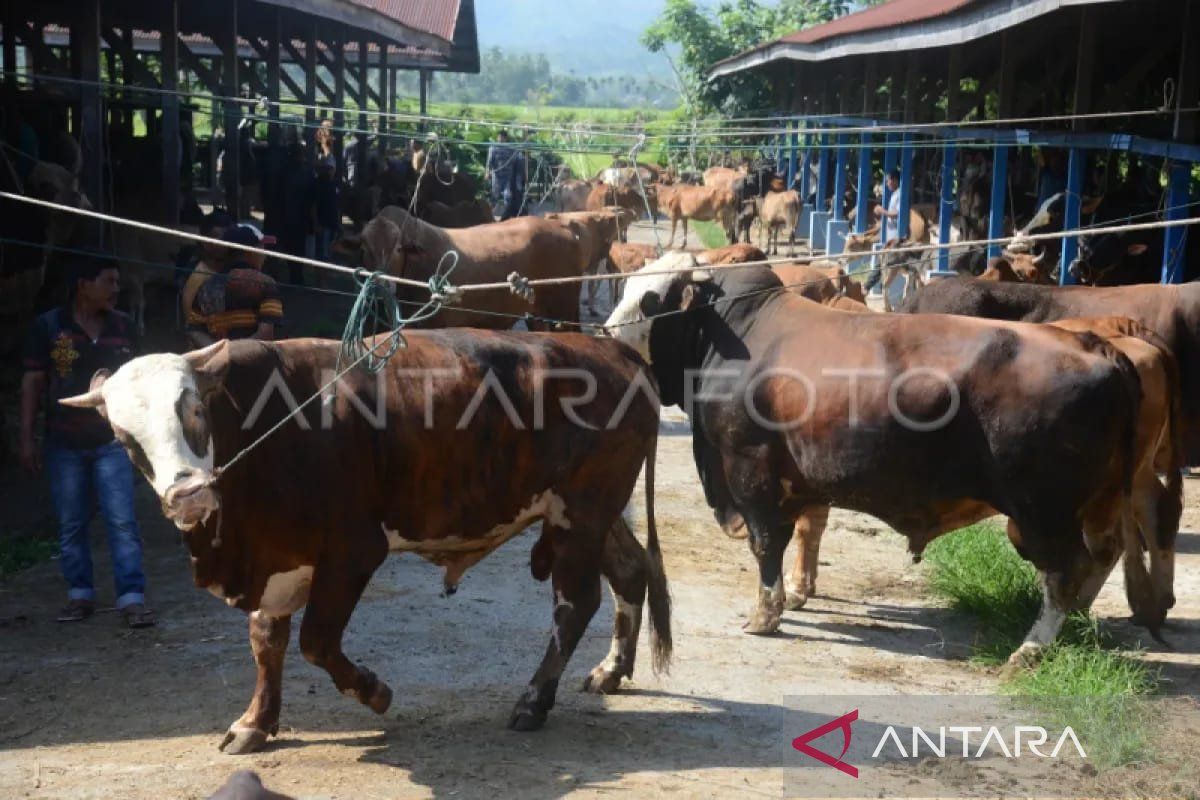 Persediaan ternak tradisi meugang Ramadhan di Aceh capai 71.638 ekor