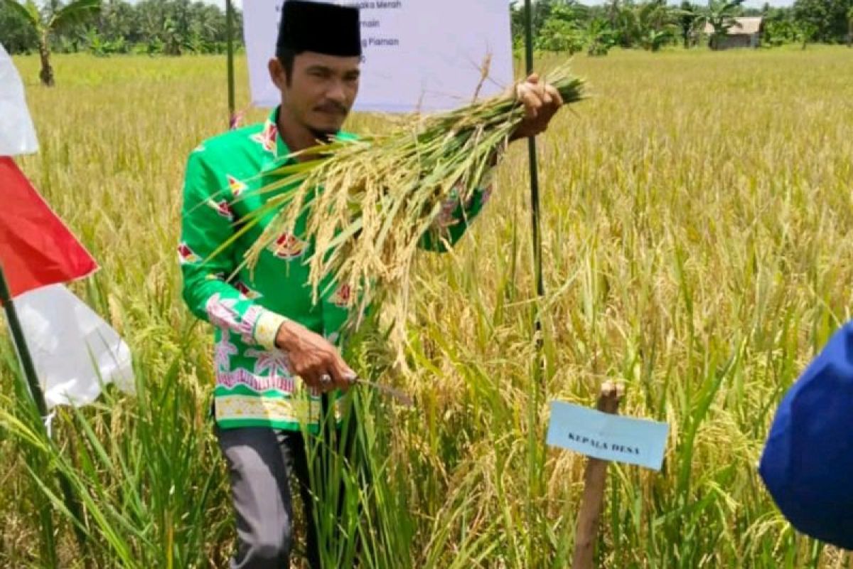 Menengok syukuran panen padi di desa terluar Riau