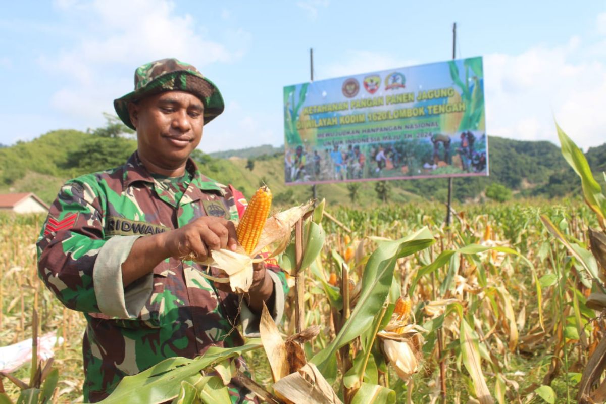 Panen jagung di Lombok Tengah dukung ketahanan pangan