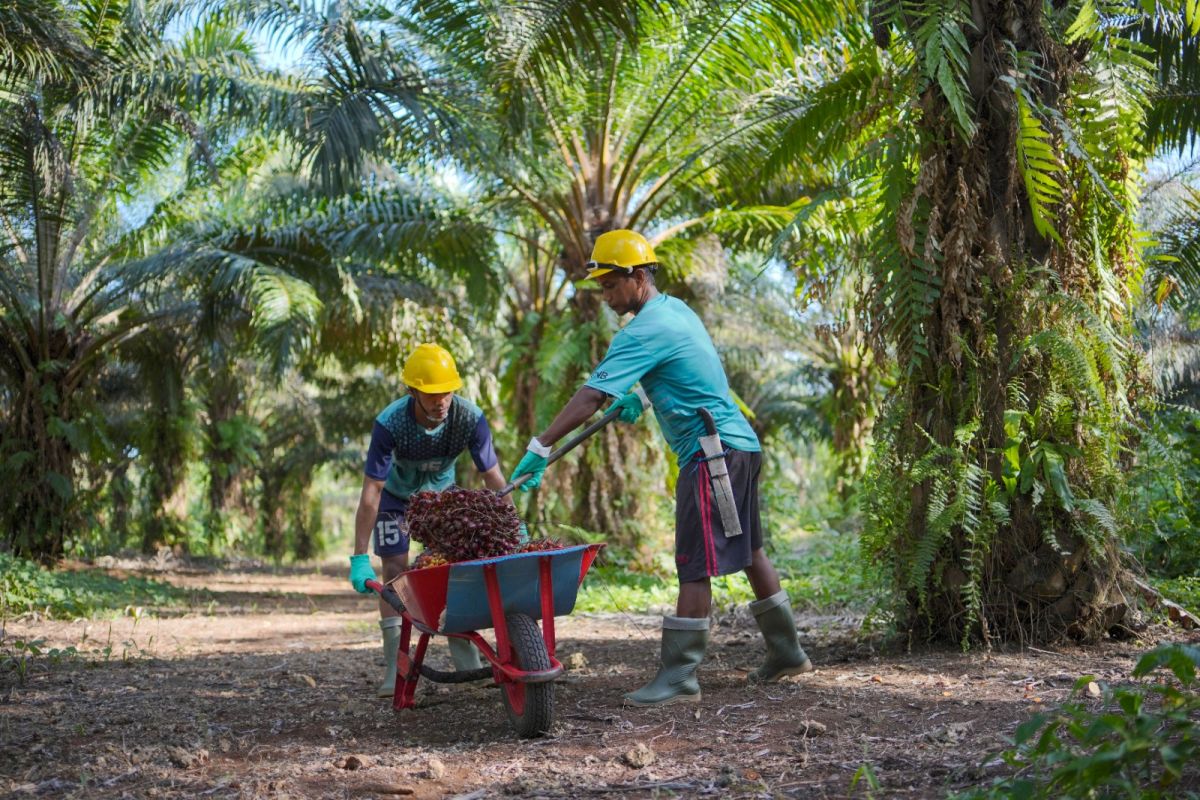 Realisasi program PSR di Bengkulu capai 1.070 hektare pada 2023