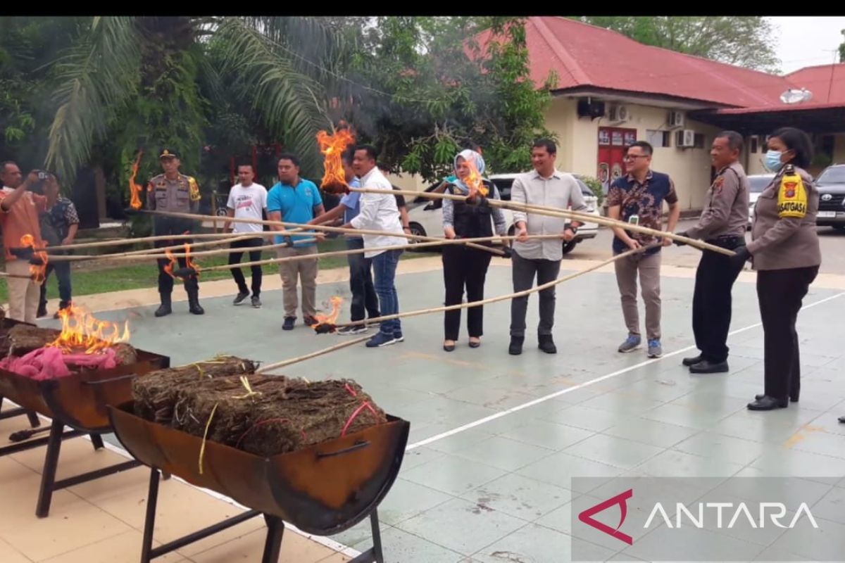 Polres Langkat bakar 30.564 gram ganja