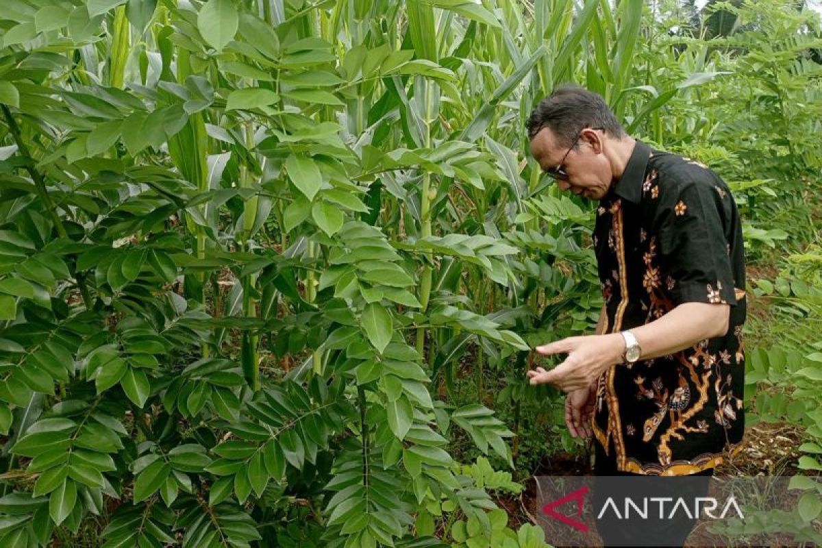 Membangun ekosistem biomassa menuju energi ramah lingkungan