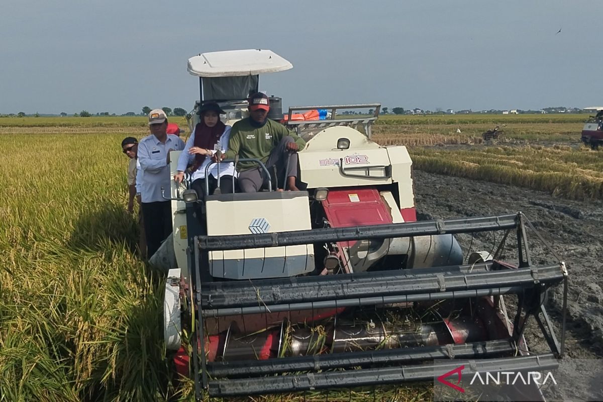 40,39 persen tanaman padi di Demak sudah panen