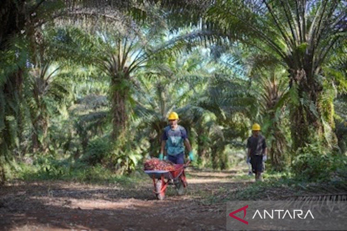 PT GMM dorong pembangunan kebun plasma di Halmahera Selatan