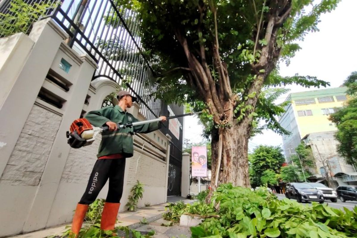 DLH Surabaya pastikan giat perantingan pohon rutin digelar