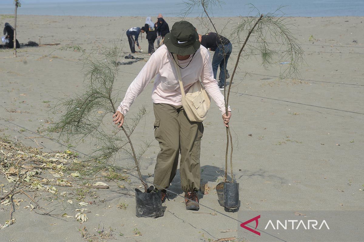 FOTO - Aksi mahasiswa tanam pohon cemara di pantai