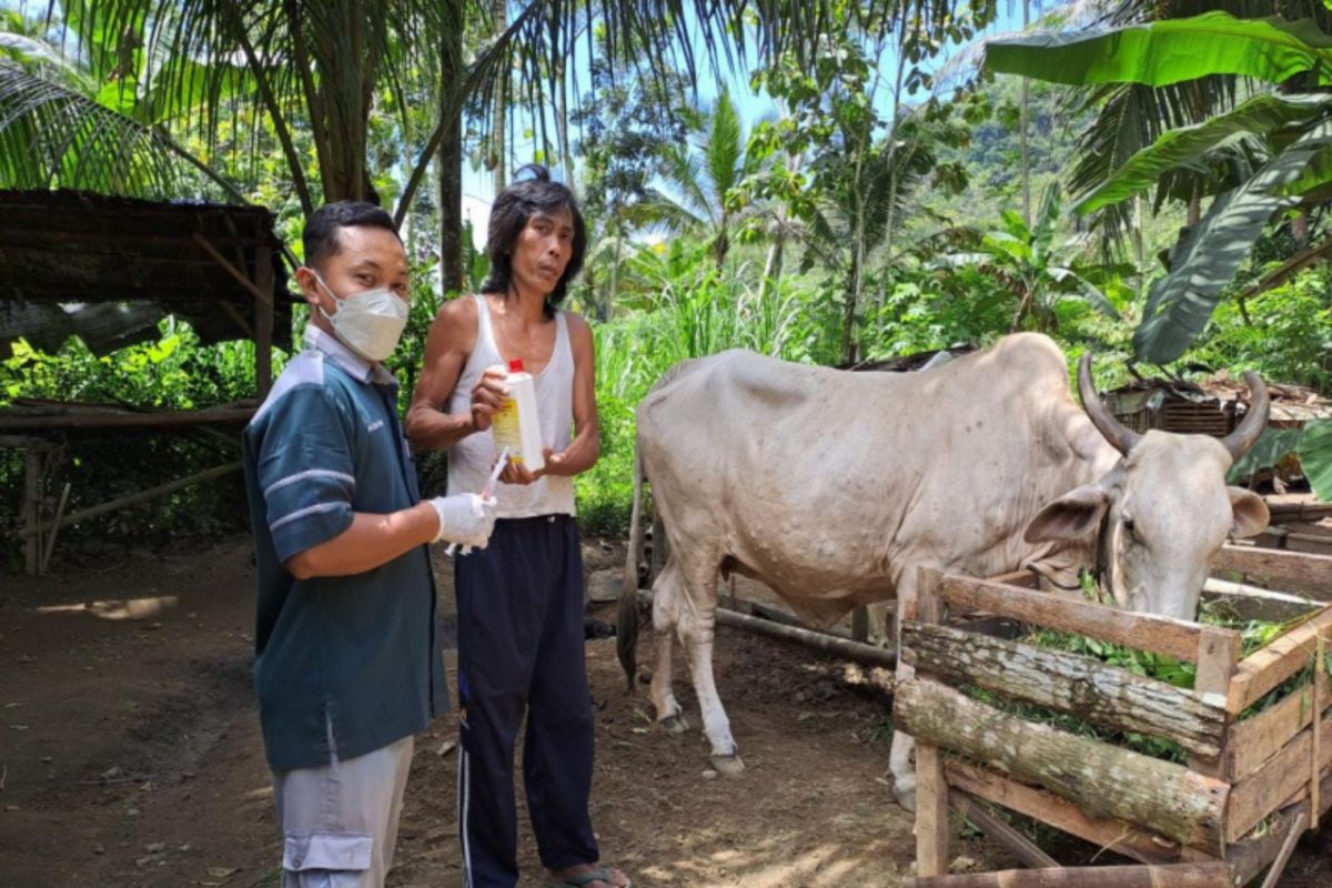 Dinas Peternakan Gunungkidul mengambil sampel darah ternak mati di Kayoman