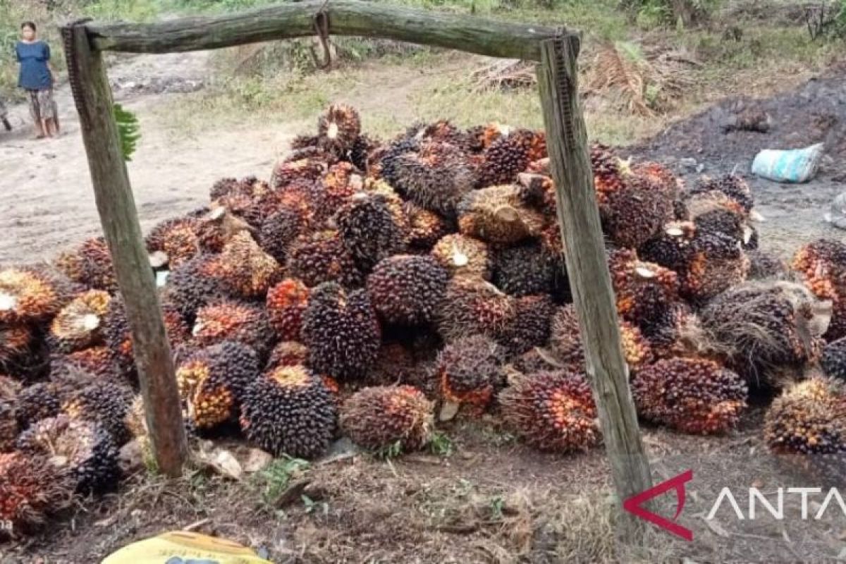 Harga TBS kelapa sawit periode 8-14 Maret 2024 di Jambi naik Rp153 per kilogram