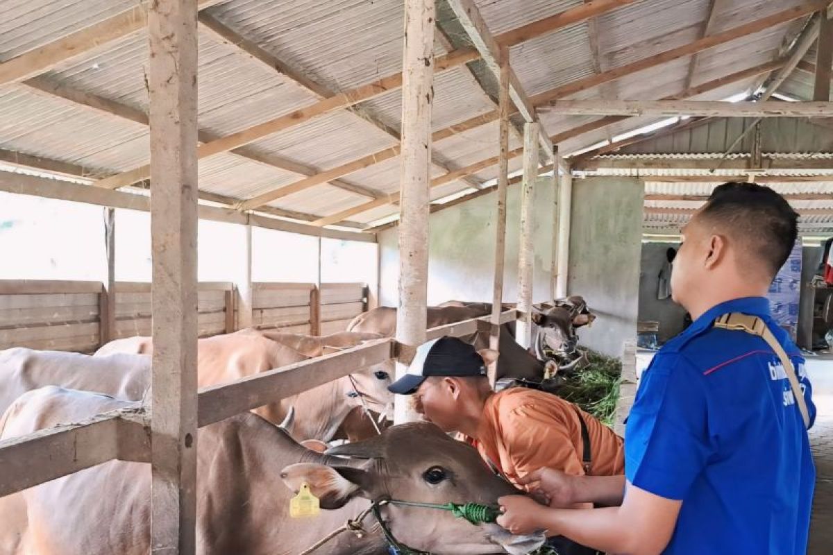 DKPP Bintan suntik vaksin PMK ke ratusan ekor sapi