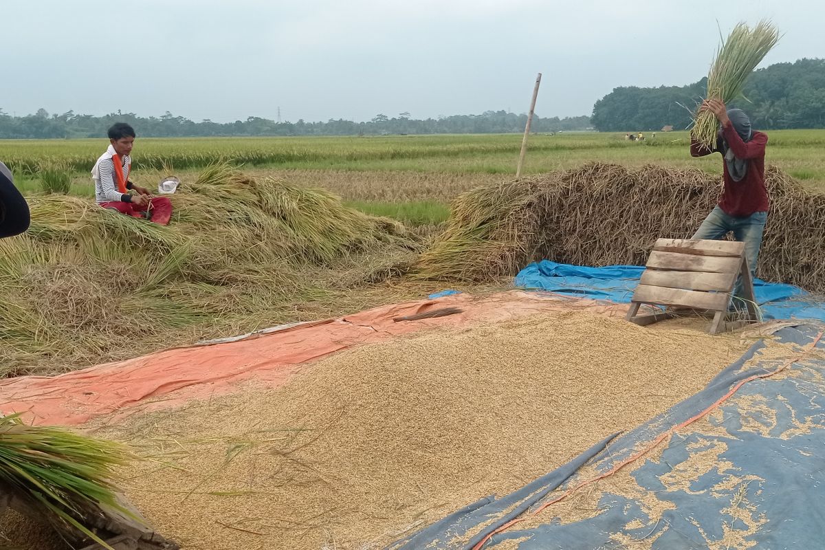 Petani di Lebak senang usaha pertanian pangan menguntungkan