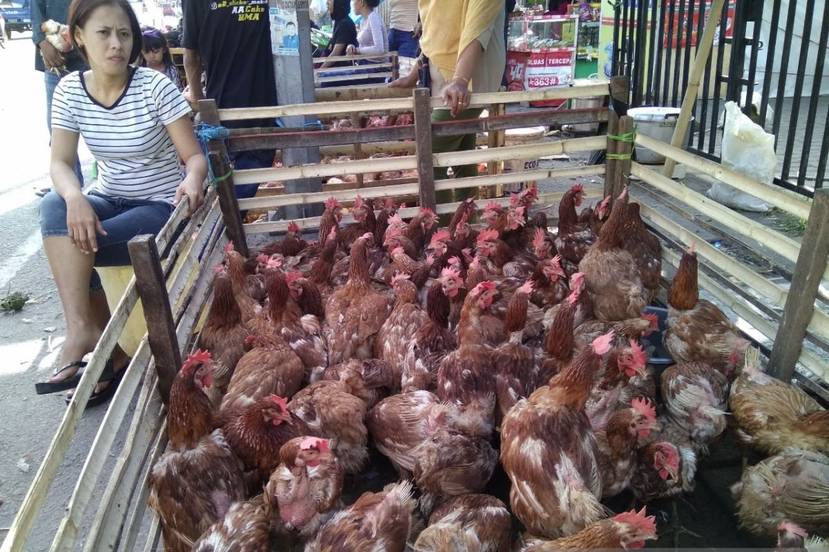 Harga ayam potong dan telur melambung jelang Ramadhan 1445 H