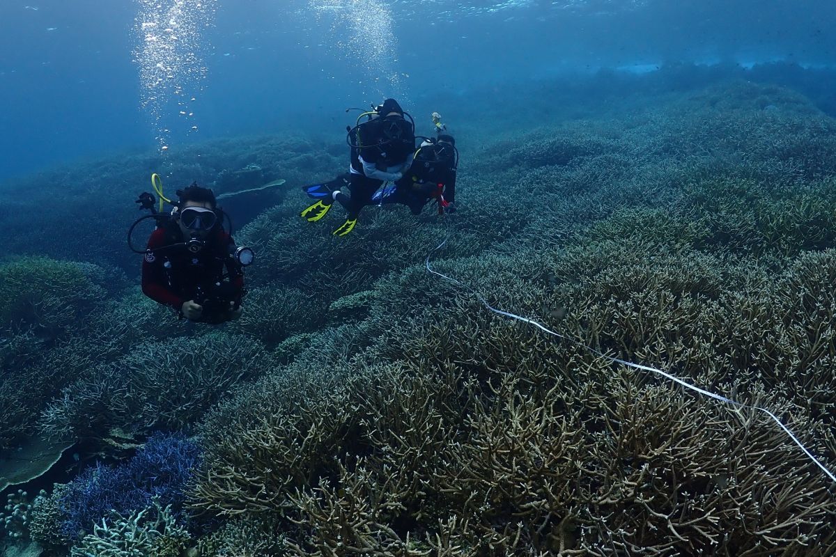 Pemutihan karang akibat suhu air laut naik di NTT dibawah lima persen
