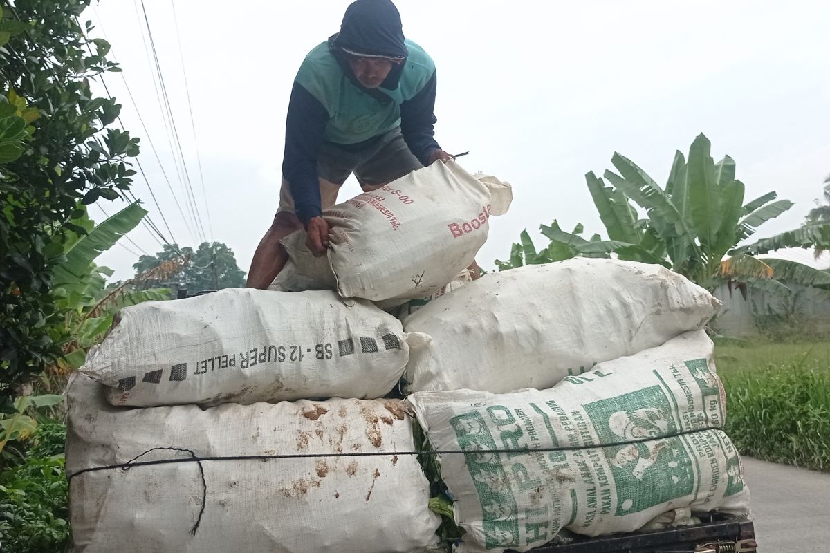 Petani sayuran Lebak jadi pemasok Pasar Induk Tanah Tinggi Tangerang