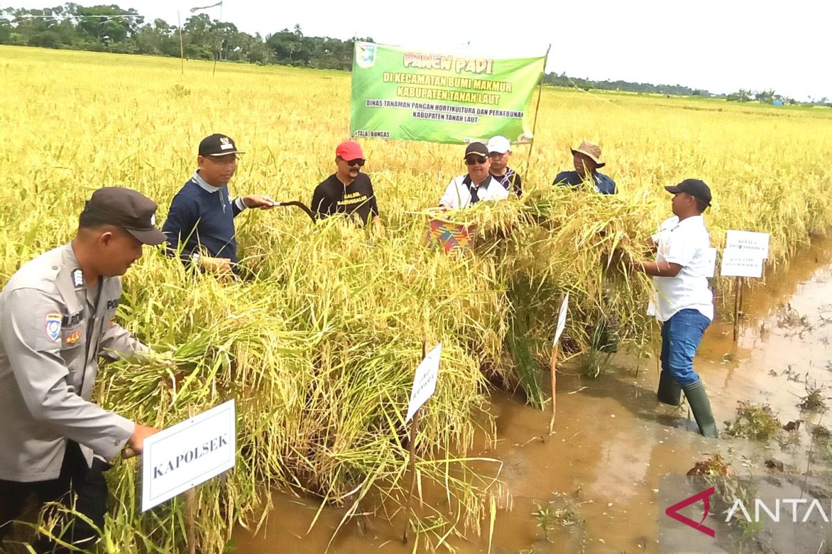 Petani Berkat Mufakat tanam tiga varietas padi di lahan seluas 25 hektare