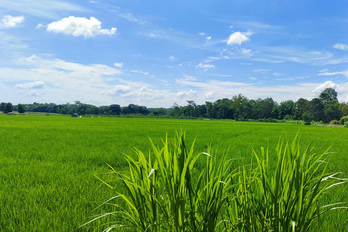 Pemprov Lampung perkirakan produksi padi Januari-April 1,2 juta ton