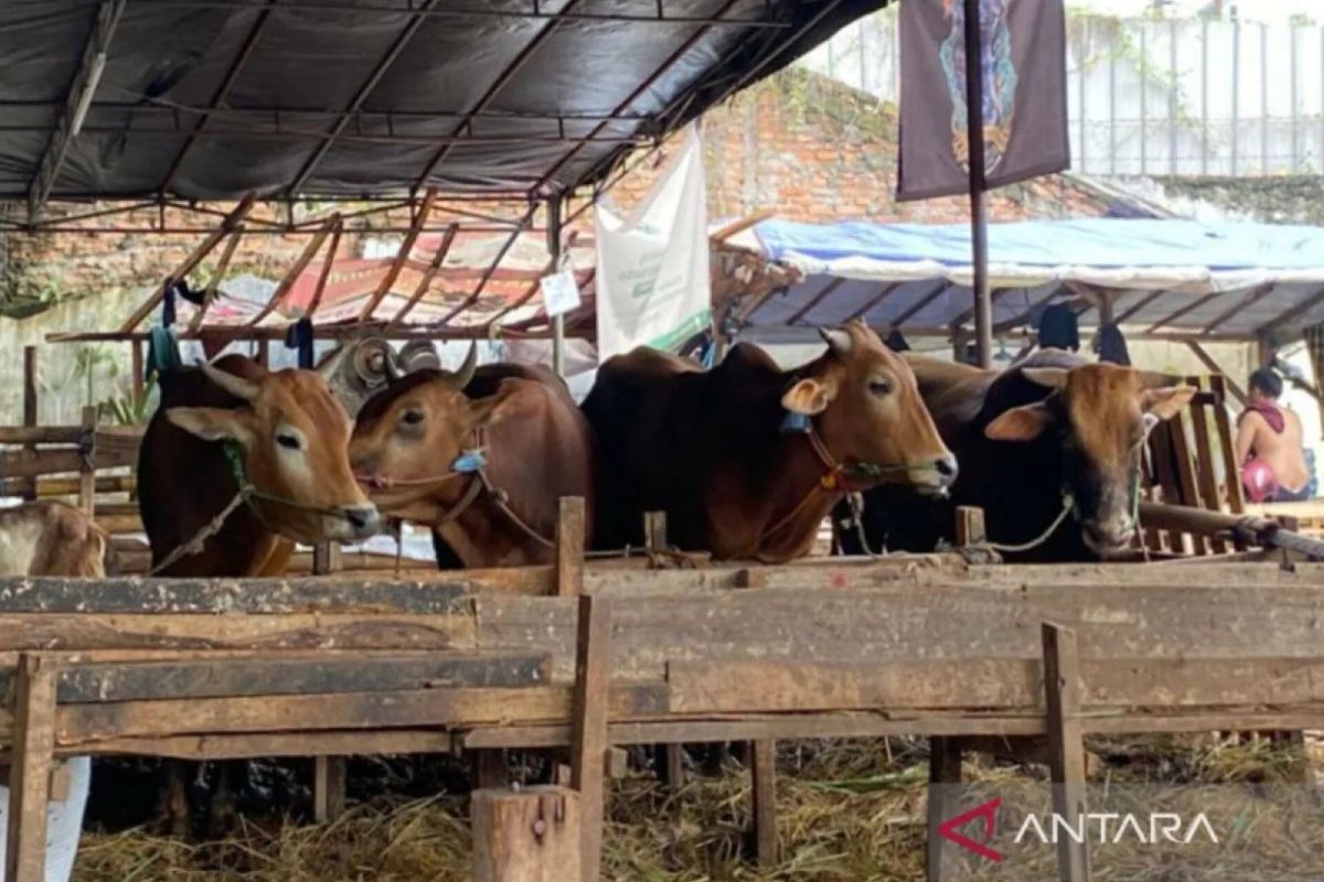 Diperkirakan 63 ribu ekor hewan kurban masuk Jakarta jelang Idul Adha