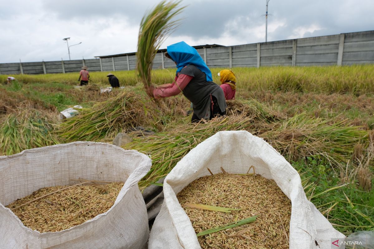 Sejumlah petani di Lombok Tengah mulai panen padi