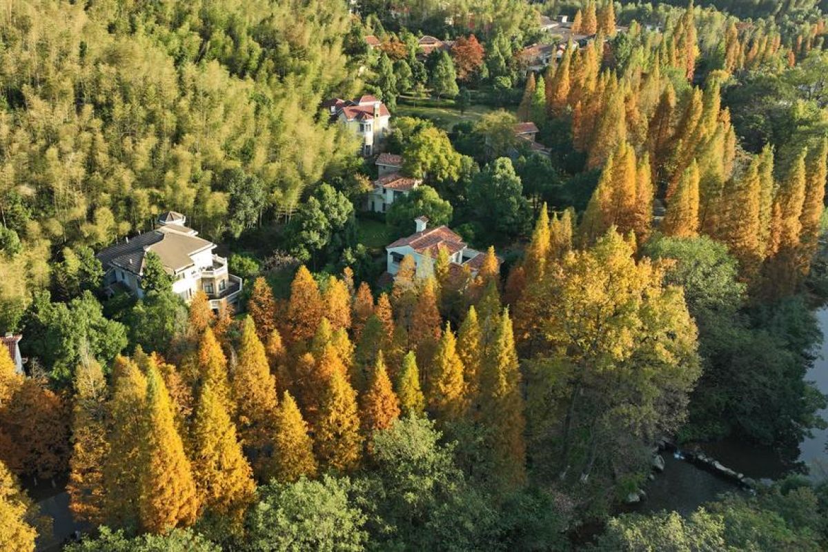 China catat penanaman hutan di hampir 4 juta hektare lahan pada 2023