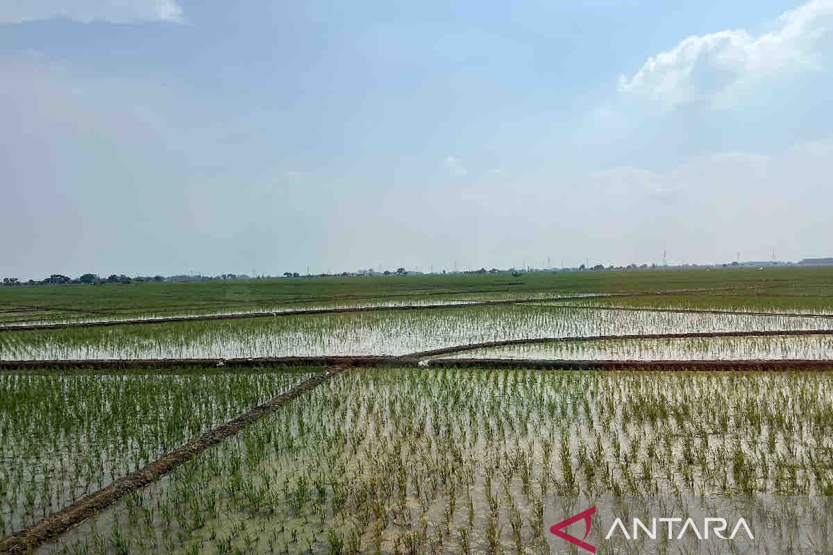 KSAD memerintahkan jajaran bantu perairan sawah di Jawa