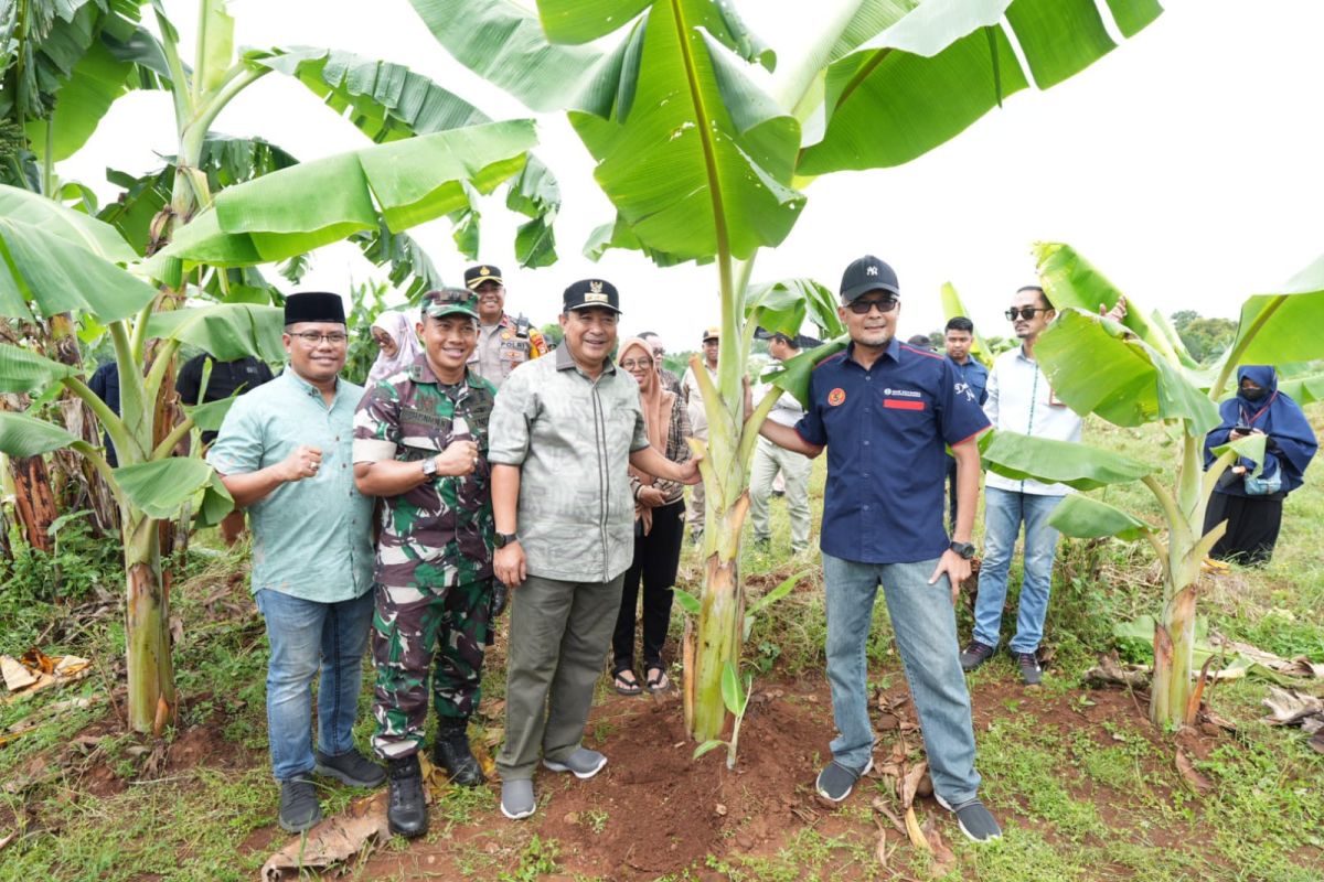 Pj Gubernur antusias perkembangan budi daya pisang cavendish di Sulsel