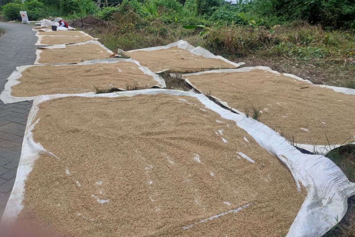 Petani hulu sungai Kalsel panen padi jelang Ramadhan