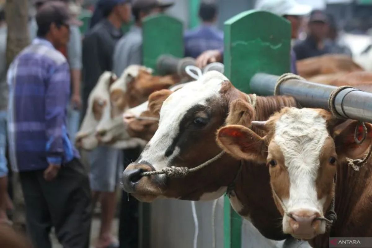 BRIN punya suplemen kaya nutrisi untuk meningkatkan produktivitas sapi potong