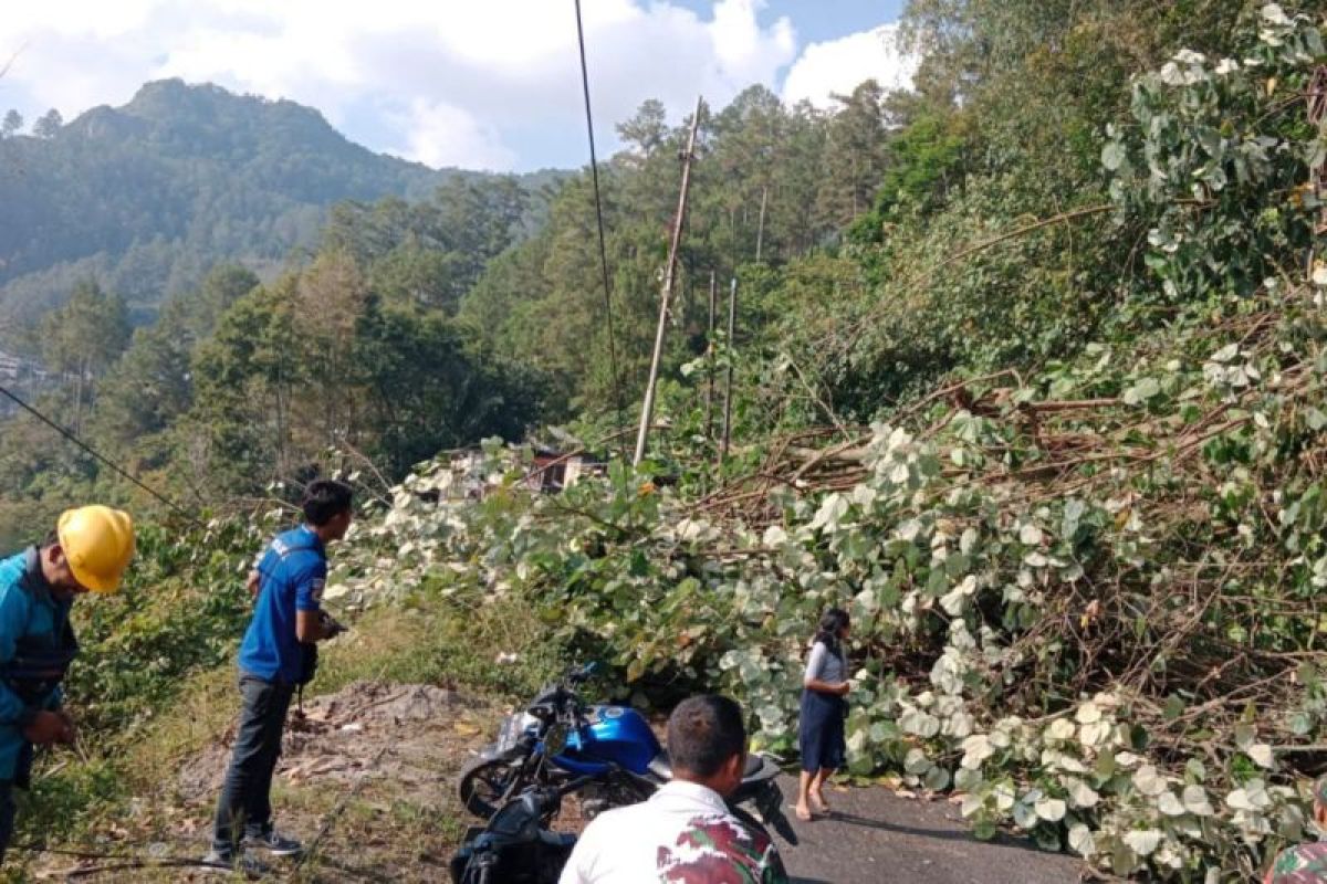 Pohon besar di lintas Parapat tumbang, arus lalu lintas macet total