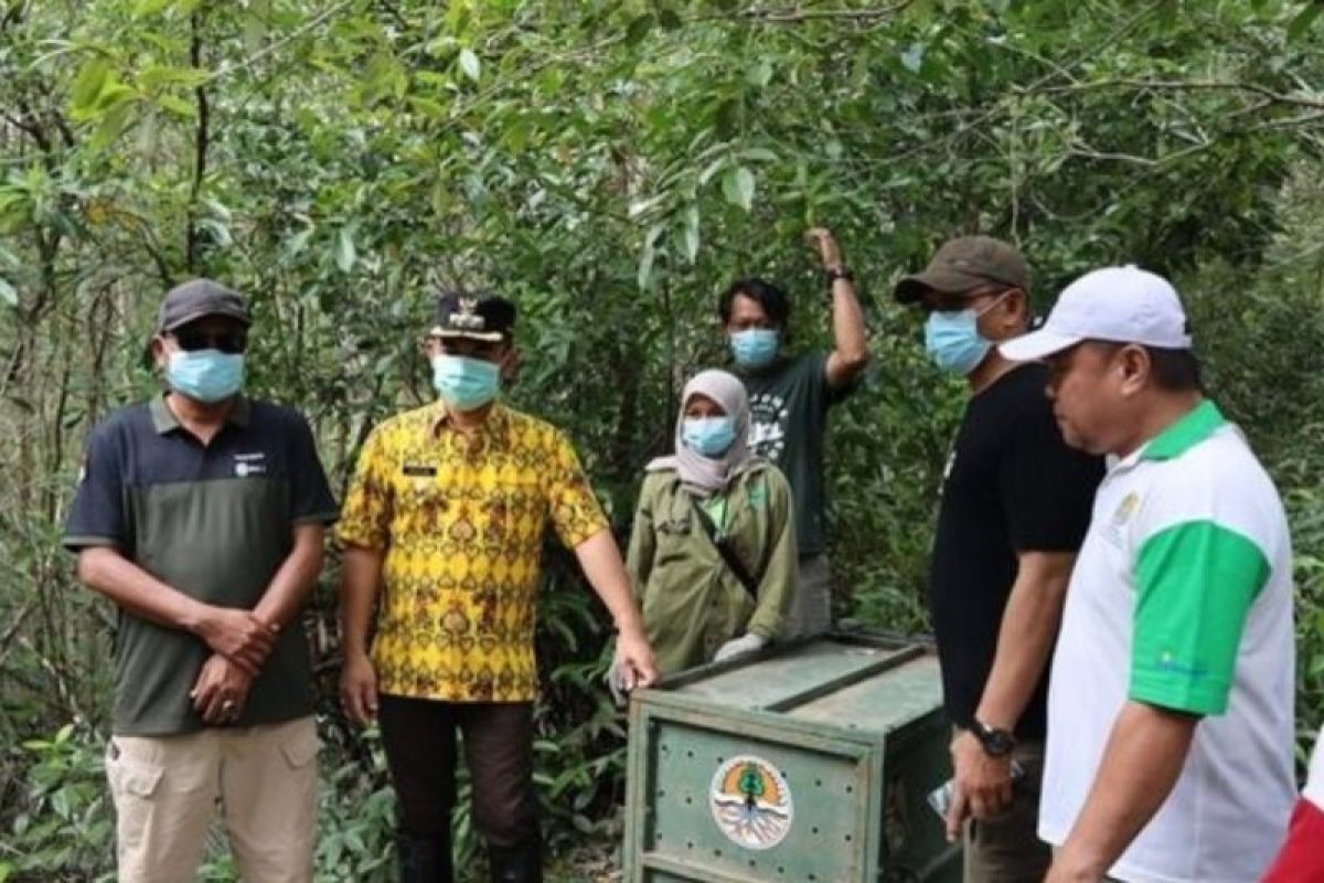 Pj Wali Kota Tarakan Melakukan Pelepasan Bekantan