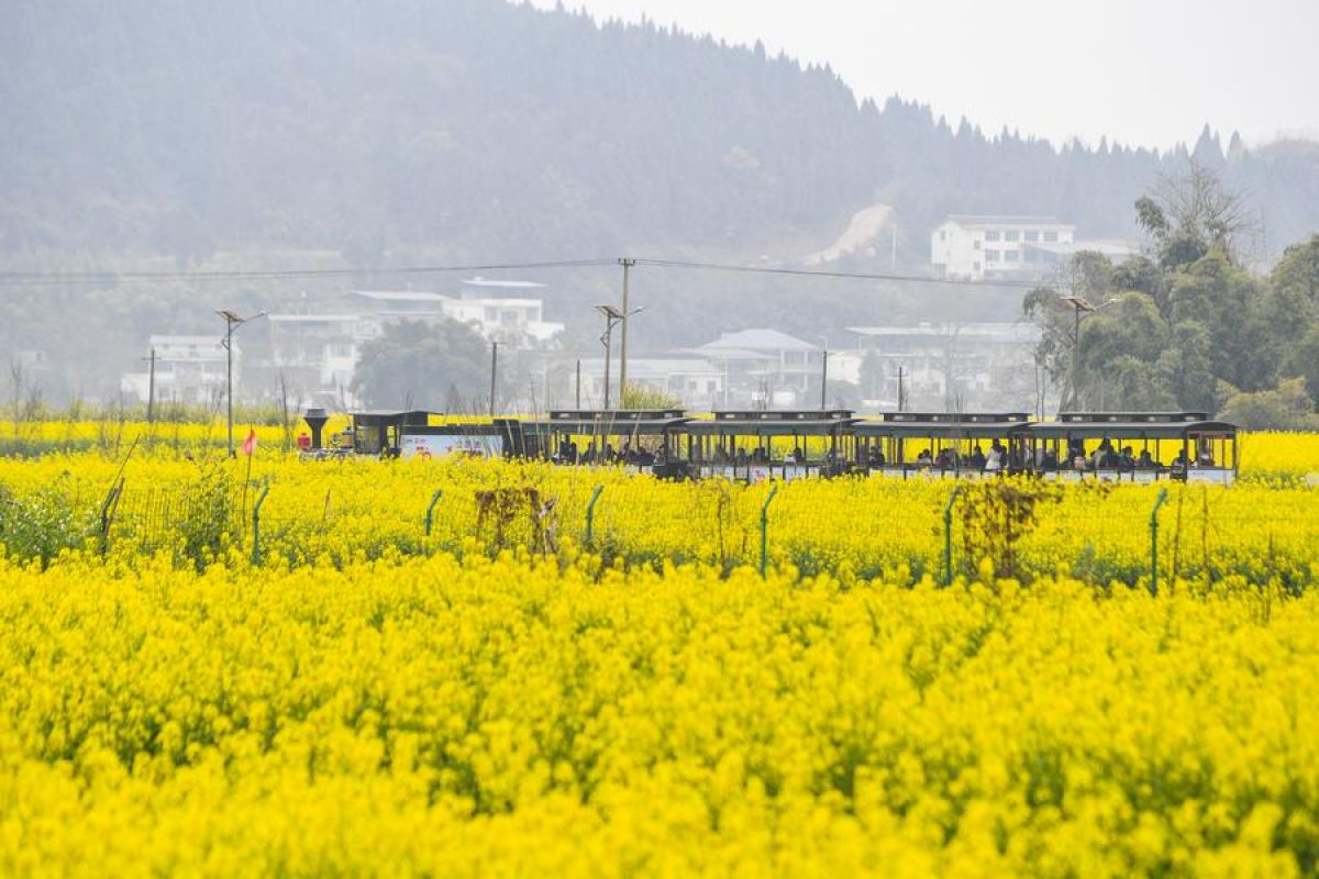 Perkebunan bunga minyak rapa dorong pembangunan pedesaan di China