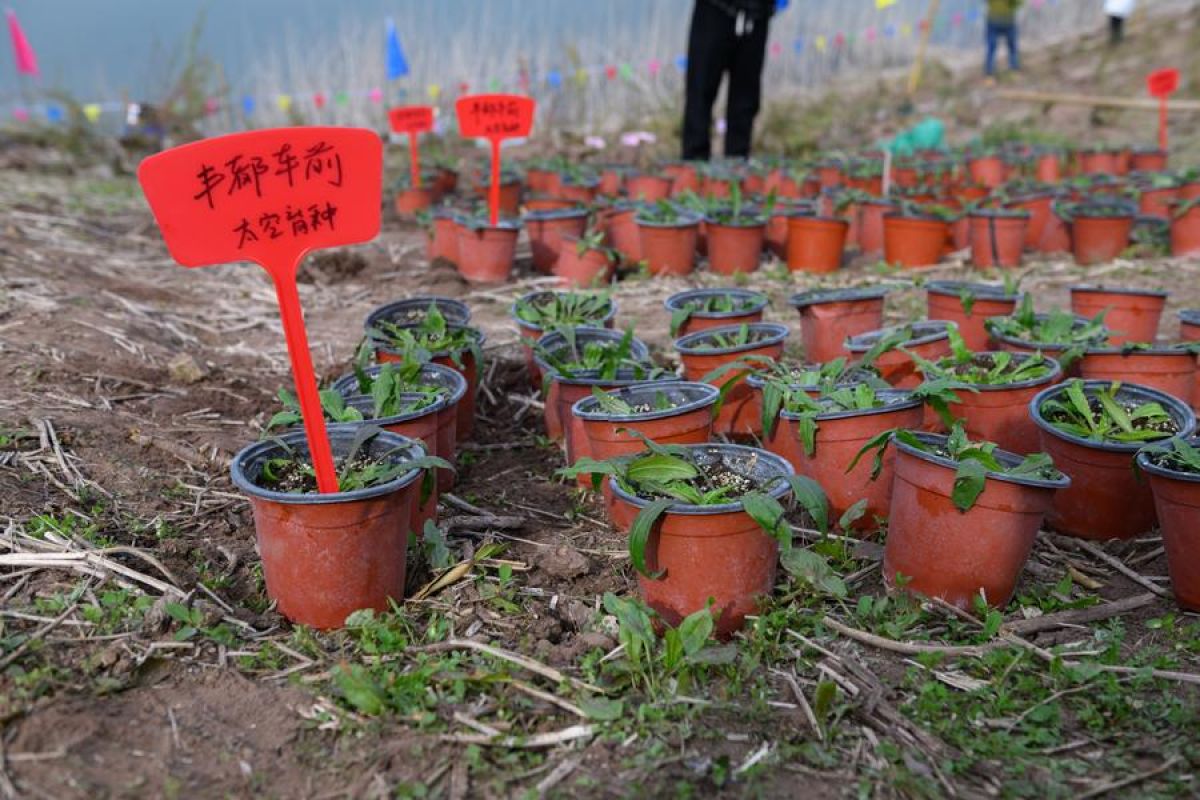 Tumbuhan langka ditanam kembali di area Waduk Tiga Ngarai, China