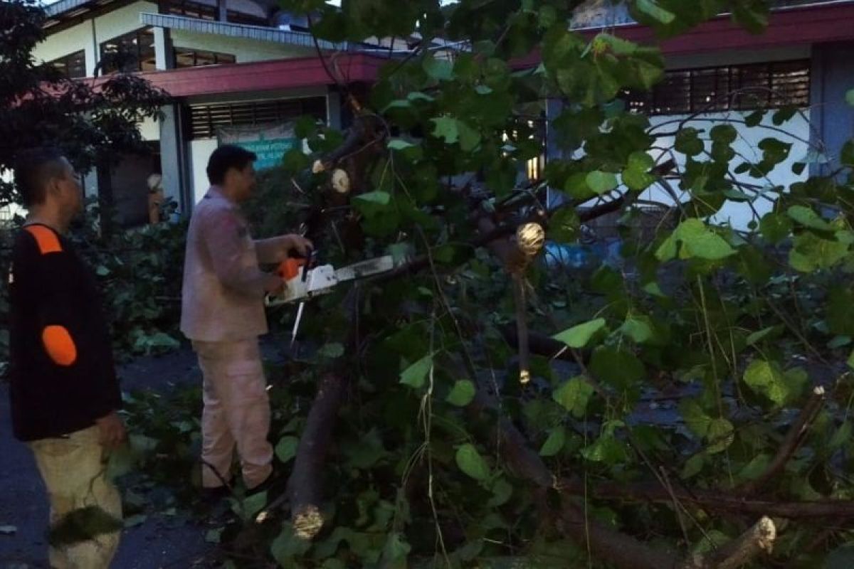 Hujan angin di Semarang, jumlah pohon tumbang bertambah