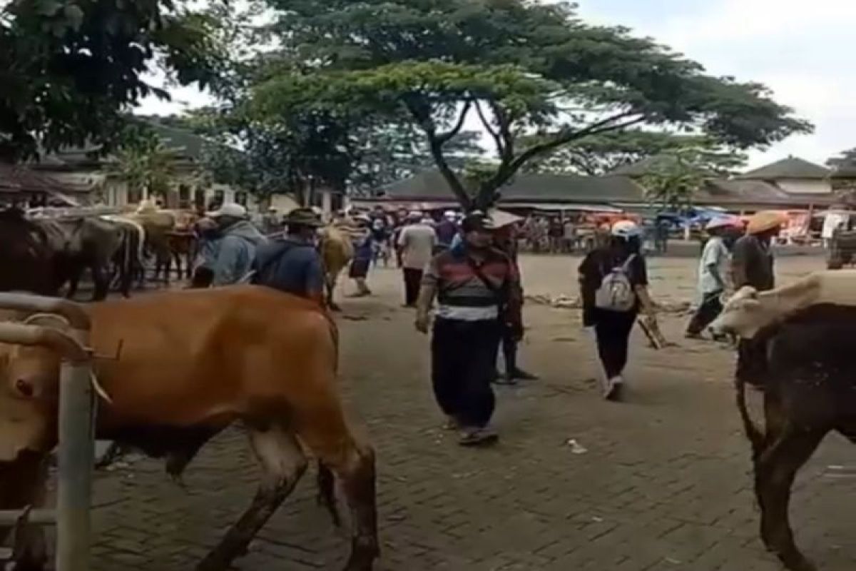 DPKH Gunungkidul memastikan hewan ternak mati di Ponjong karena sianida