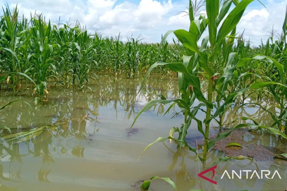 Distanak Sultra siapkan pupuk untuk daerah pertanian terdampak banjir