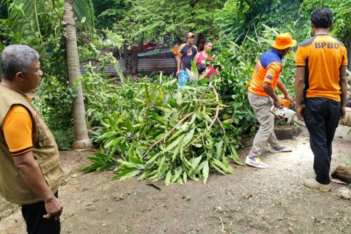BPBD Sabu Raijua evakuasi pohon tumbang akibat angin kencang