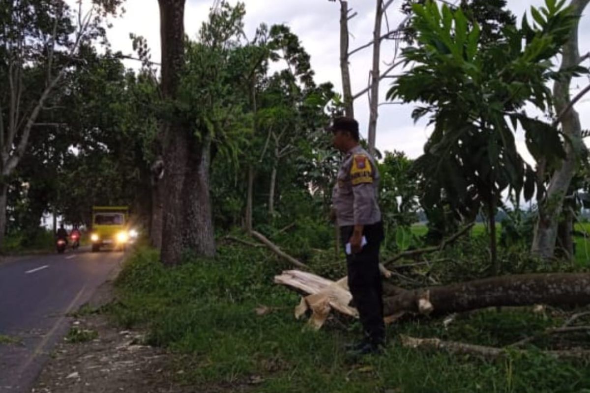 Satu korban meninggal tertimpa pohon tumbang di Jember