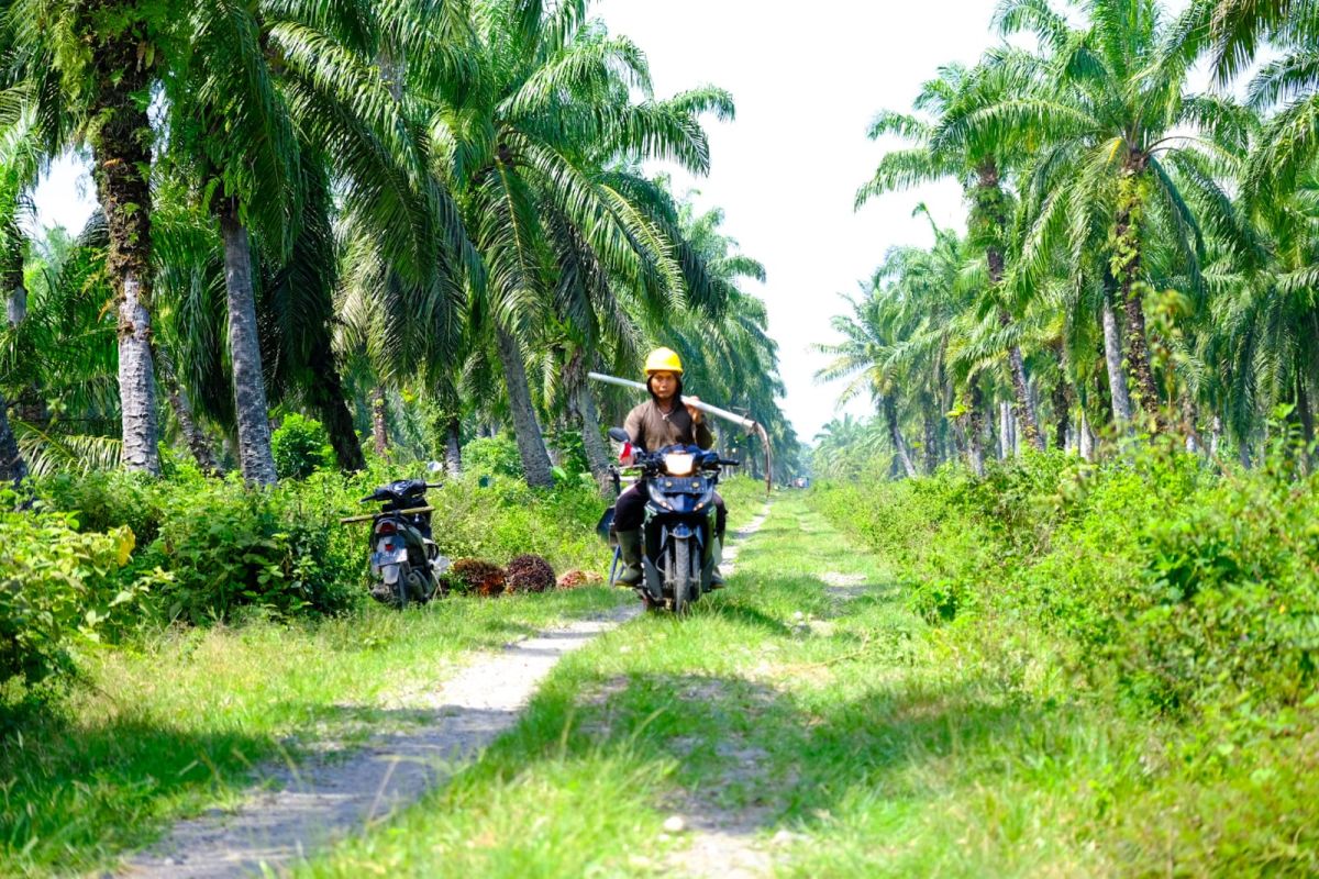 Kebun petani mitra Wilmar peroleh sertifikat ISPO seluas 8.588 ha