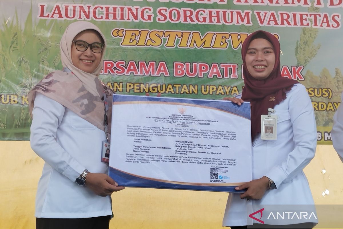 Tanaman sorgum Demak kantongi sertifikat varietas lokal dari Kementan