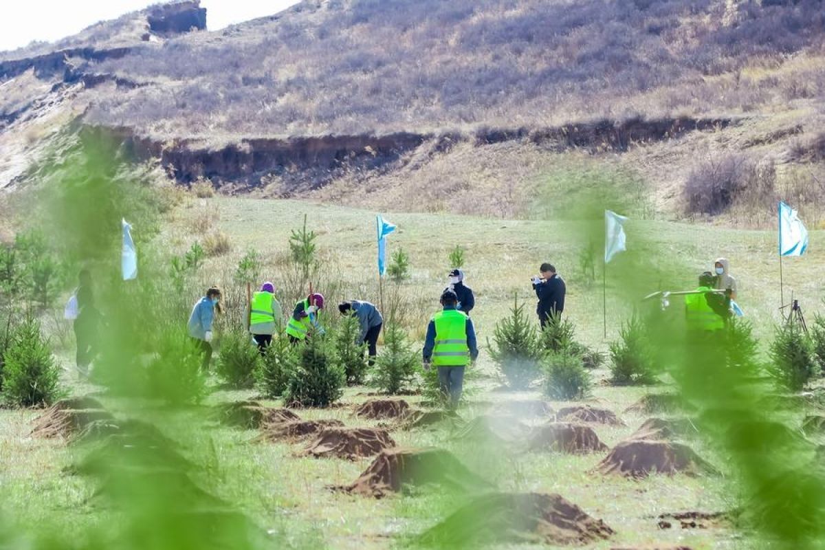 Lebih dari 500 juta pohon telah ditanam di Mongolia lewat gerakan sukarela
