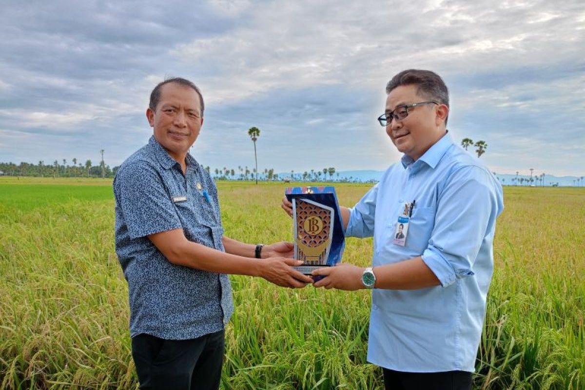 BI Sulsel optimistis panen padi di Wajo dapat tekan harga beras - ANTARA  News Makassar - Berita Terkini Makassar