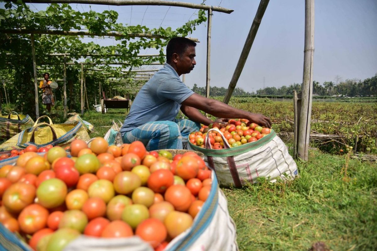 Album Asia: Menengok kegembiraan petani panen tomat di India