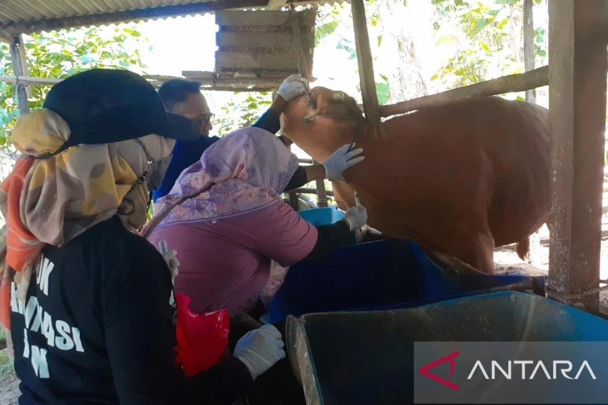 Bangka Belitung tingkatkan vaksinasi sapi jelang Lebaran